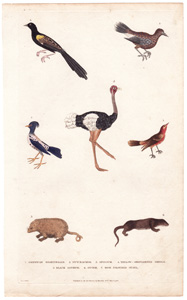 1. American Nightingale  2. Nutcracker  3. Opossum  4. Yellow-shouldered Oriole  5. Black Ostrich  6. Otter  7. Rose coloured Ouzel 